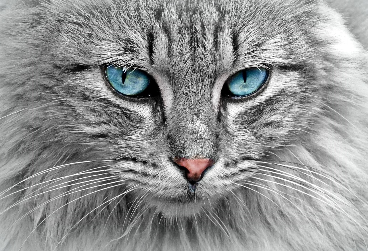 Любим талисман: Кои породи котки привличат щастие и късмет