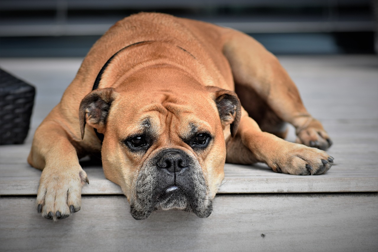 7 признака, че кучето ви е болно: как да не пропуснете първите симптоми