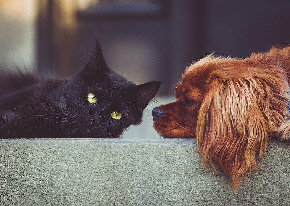 Грижа за сърцето на кучета и котки: Как да се предотвратят и открият най-често срещаните заболявания