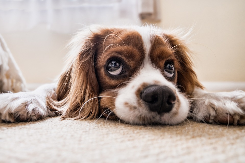 5 издайнически признака, че вашето куче е депресирано